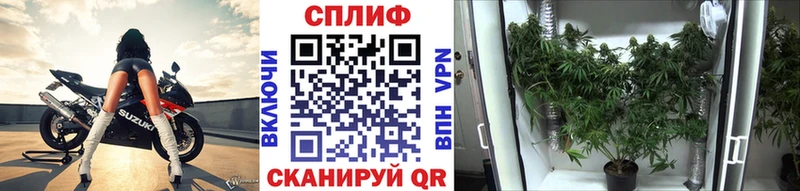 kraken tor  Кировск  Бошки марихуана конопля  закладка 